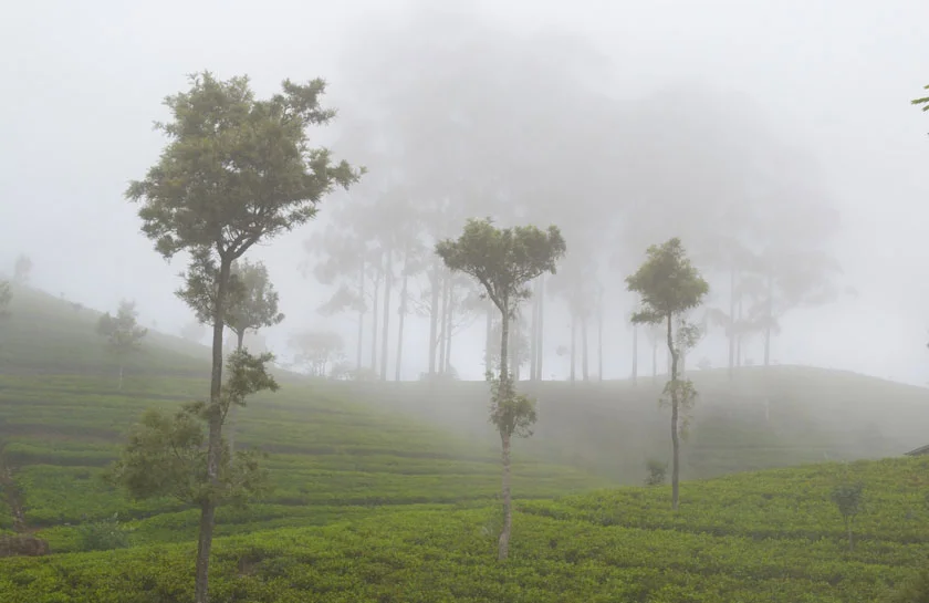 Munnar tea plantation in winter Season