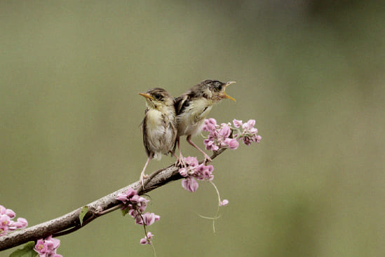 Bird Watching facility
