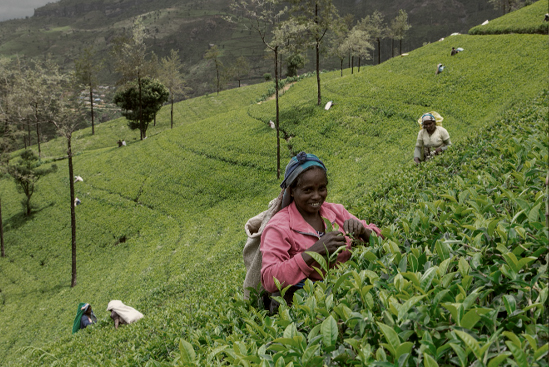 Tea Plantation Visit