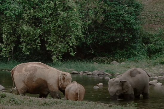 Elephant Spotting Point - Anakulam