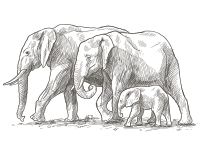 Elephant Spotting Point