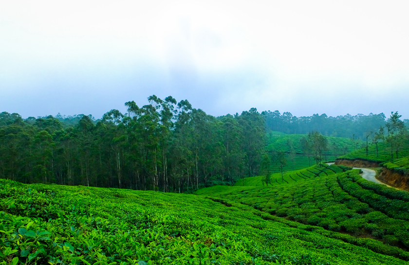 munnar places