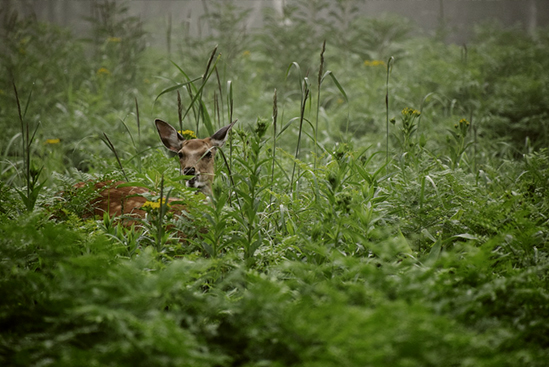 Explore the Flora and Fauna in the Wild