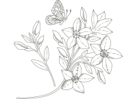 Naturalist Sessions Explore the Flora and Fauna in the Wild