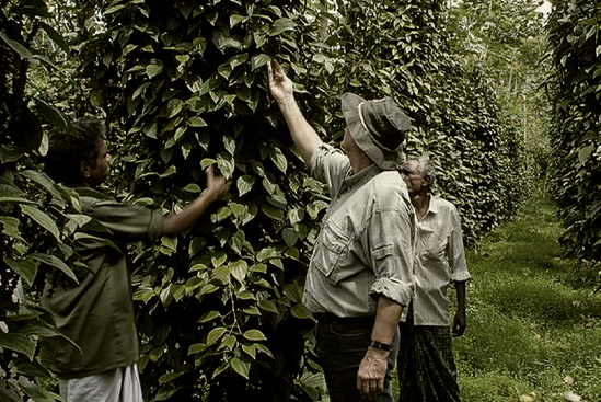 Spice Plantation Visit