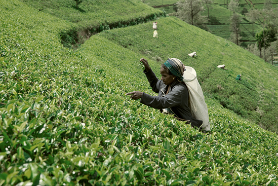 Tea Harvesting